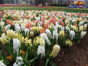 Hyacinth Field