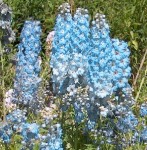Larkspur Light Blue Flower