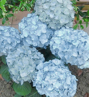 Light Blue Hydrangea