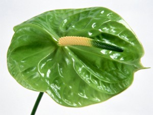 Green Anthurium Midori