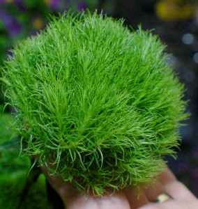 Green Trick Dianthus