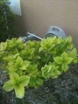 Hydrangea With Yellowing