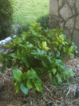 Non Blooming Hydrangea
