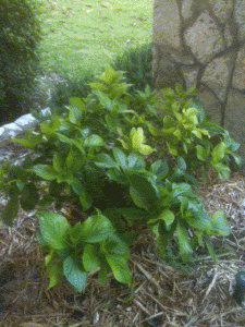 Non Blooming Hydrangea