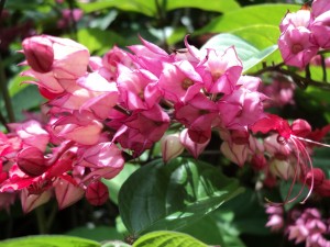 Clerodendrum thomsoniae - Bleeding Heart