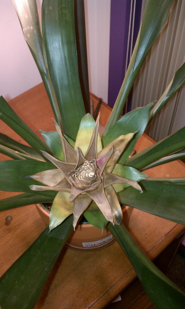 Dead Bromeliad Bloom