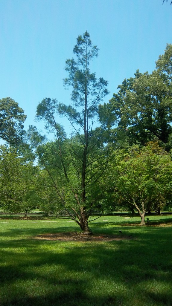 Chinese Water Pine - Glyptostrobus pensilis