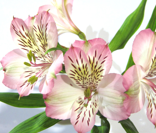 Light Pink Alstroemeria