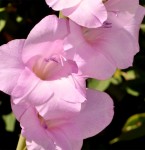 Light Pink Gladiolus