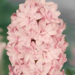 Light Pink Hyacinth