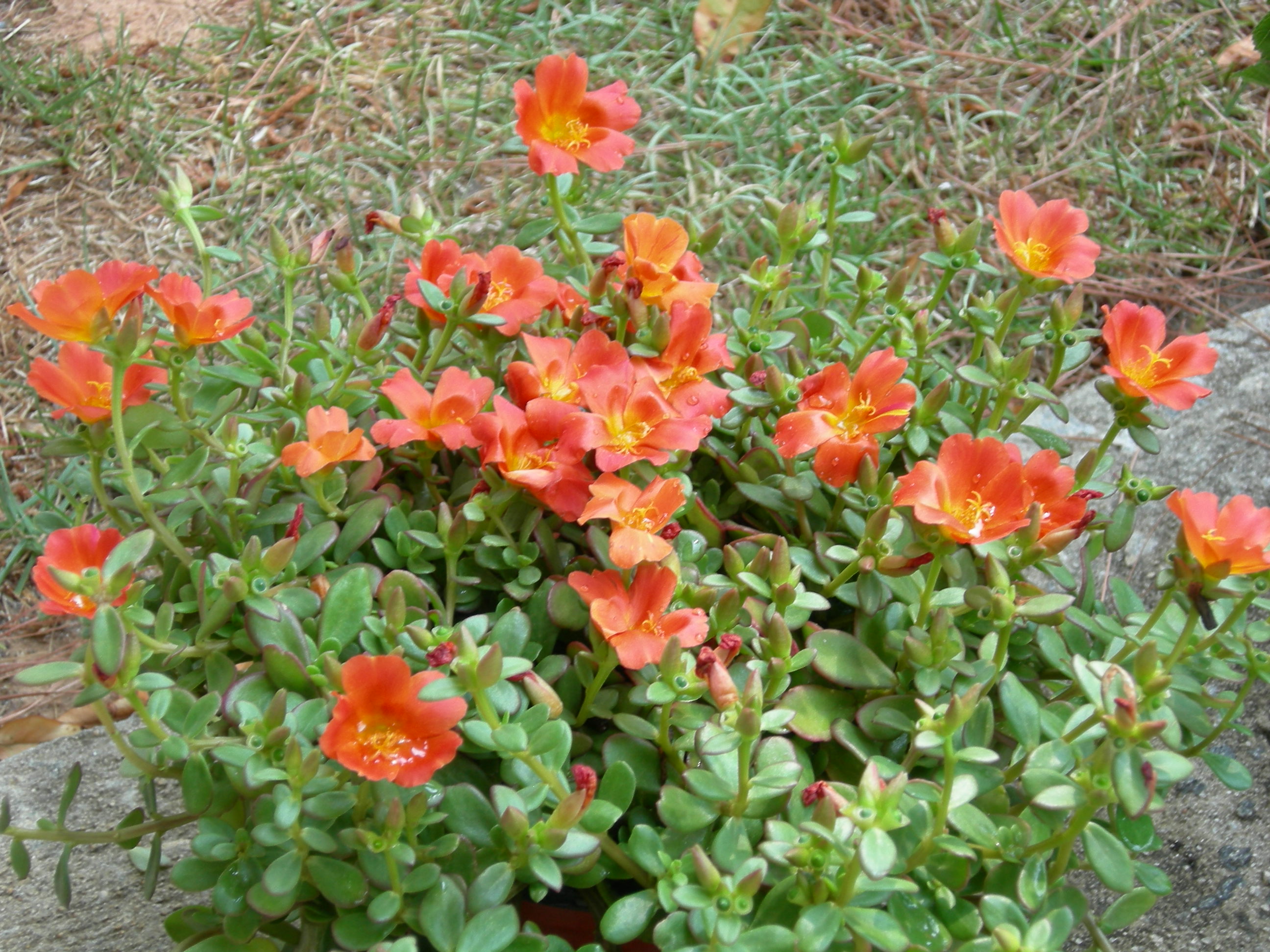 Flowering Succulent Types