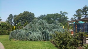 Weeping Blue Atlas Cedar