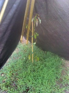 Avocado Plant Protected From Heat