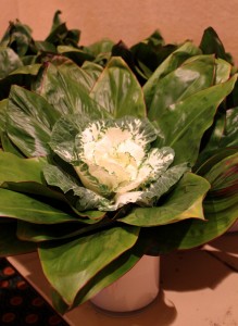 Cabbage in Floral Design