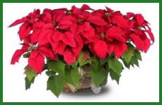 Poinsettia