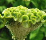 Green Celosia or Cockscomb