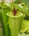Green Cobra Lily