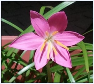 Pink Crinum Lily