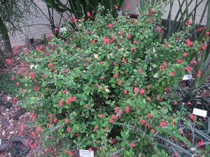 Crown of Thorns (Euphorbia milii var Splendens)
