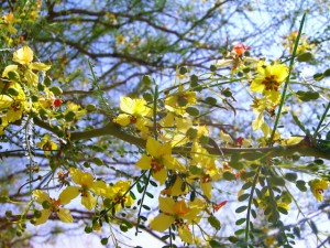 Jerusalem Thorn Tree (Parkinsonia aculeata)