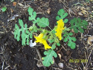 Solanum rostratum - Buffalo Bur
