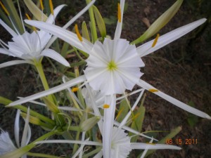 Cahaba Lily Photo