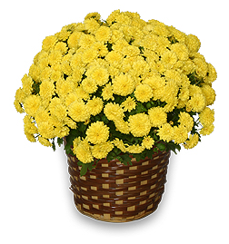 Yellow Potted Mum - Just in Time For Fall!