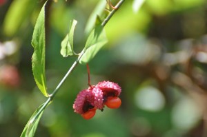 Seed Pod of Strawberry Bush including Leaves