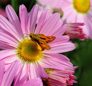 'Country Girl' Chrysanthemum 