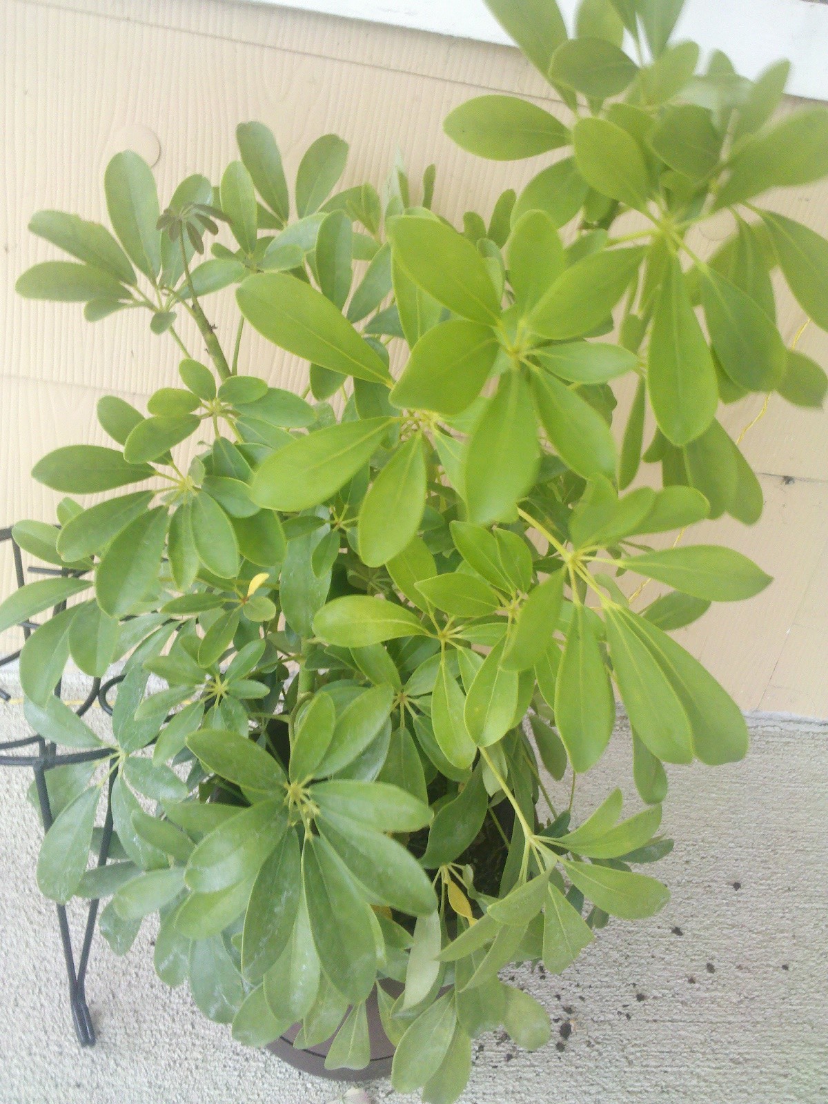 Help Identify These House Plants From A Dish Garden