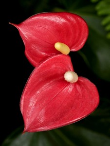 Anthurium (Araceae)