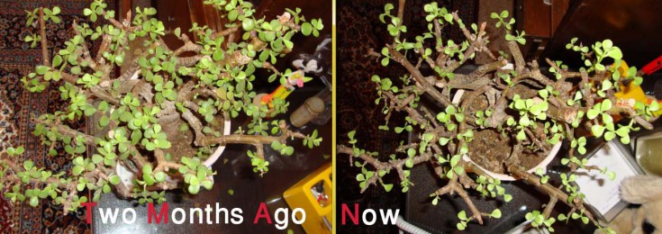 Weak Jade Plant - before & after