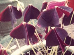 Oxalis