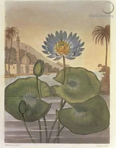 Blue Egyptian Water Lily