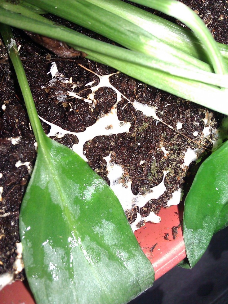 White Residue on Peace Lily