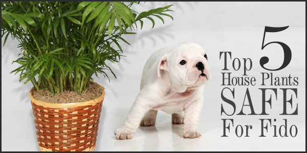 indoor plants not poisonous to dogs