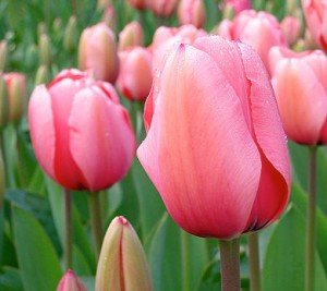 Trendy Tulip