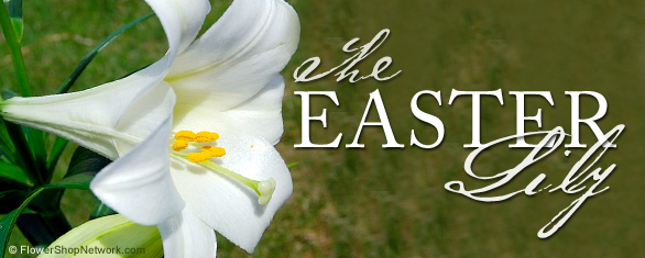 Easter Lily