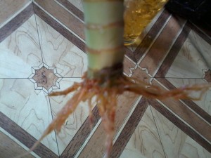 Lucky Bamboo Root Problems