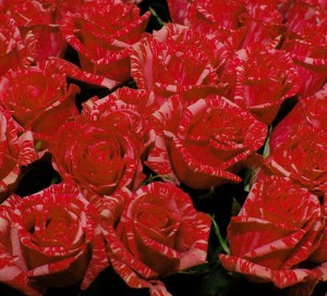 Red Roses