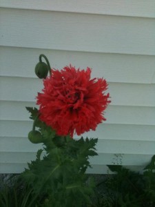 Opium Poppy, Papaver somniferum