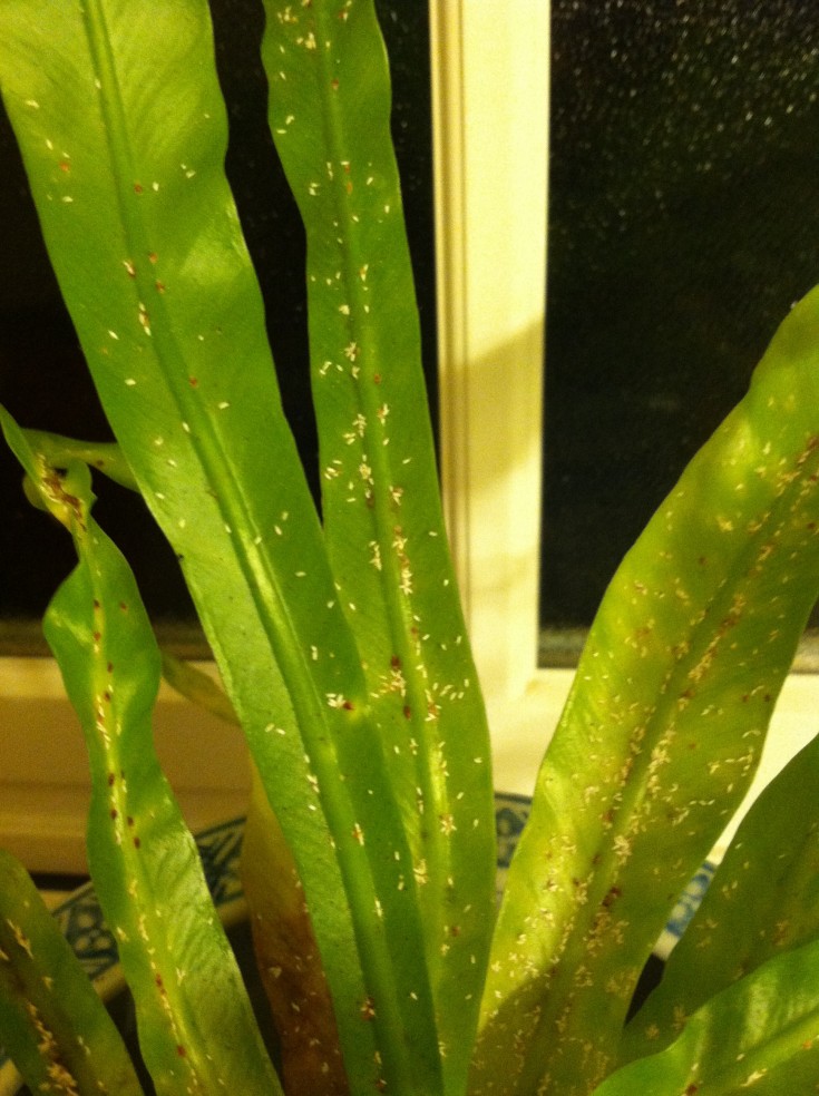Mealy Bugs on House Plant