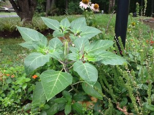 Datura plant 