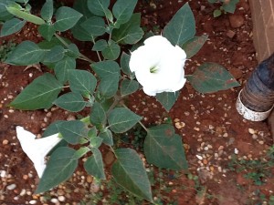 Datura blooming