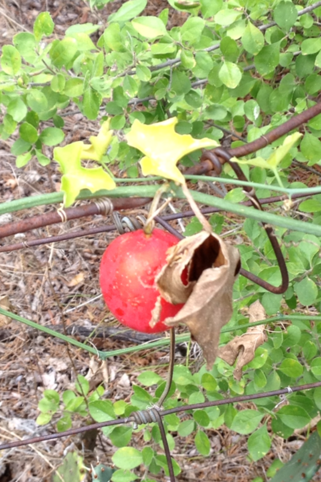 Lindheimer's globeberry, Balsam gourd, Globe berry, Snake apple
