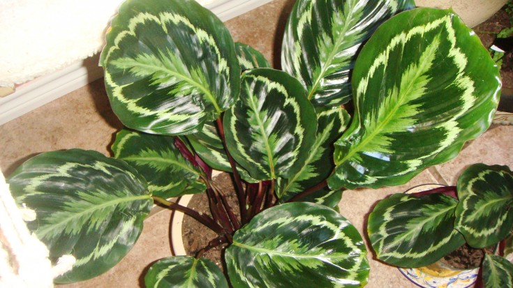 Calathea Roseopicta aka Prayer plant