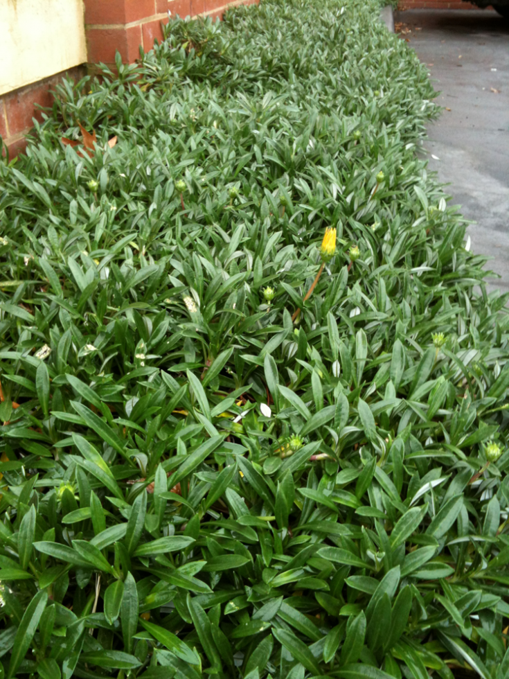 Yellow Ground Cover