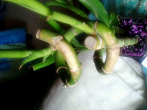 Lucky Bamboo Infected with Colletotrichum dracaenophilum