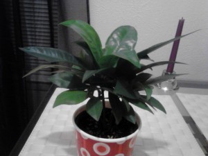Red Princess Philodendron in pot