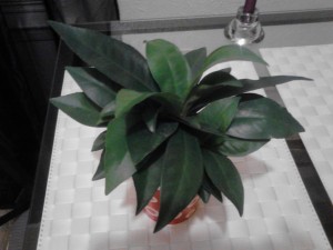 Top View of Red Princess philodendron